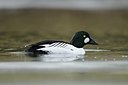 BUITEN BEELD Foto: 157959