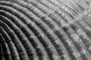 BUITEN BEELD Foto: 158068