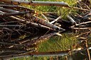 BUITEN BEELD Foto: 158076