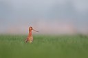 BUITEN BEELD Foto: 158290