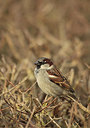 BUITEN BEELD Foto: 158351