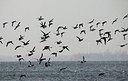 BUITEN BEELD Foto: 158358