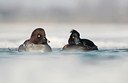 BUITEN BEELD Foto: 158393