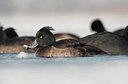 BUITEN BEELD Foto: 158395
