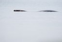 BUITEN BEELD Foto: 158532