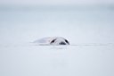 BUITEN BEELD Foto: 158535