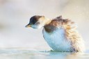 BUITEN BEELD Foto: 158597