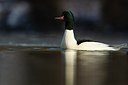 BUITEN BEELD Foto: 158610