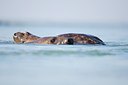 BUITEN BEELD Foto: 158672