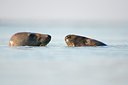 BUITEN BEELD Foto: 158685