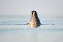 BUITEN BEELD Foto: 158686