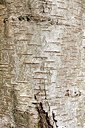 BUITEN BEELD Foto: 158727
