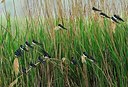 BUITEN BEELD Foto: 158820