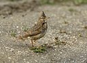 BUITEN BEELD Foto: 158835