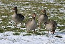 BUITEN BEELD Foto: 158851
