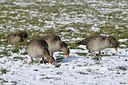 BUITEN BEELD Foto: 158852