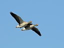 BUITEN BEELD Foto: 158854