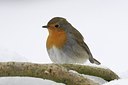 BUITEN BEELD Foto: 158945