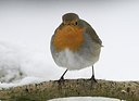 BUITEN BEELD Foto: 158946