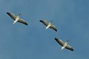 BUITEN BEELD Foto: 158965
