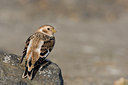 BUITEN BEELD Foto: 15056