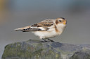BUITEN BEELD Foto: 15058