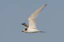 BUITEN BEELD Foto: 15077