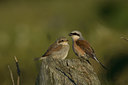 BUITEN BEELD Foto: 15095