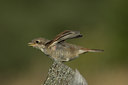 BUITEN BEELD Foto: 15306