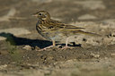 BUITEN BEELD Foto: 15338