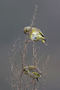 BUITEN BEELD Foto: 15379