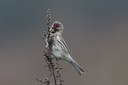 BUITEN BEELD Foto: 15381