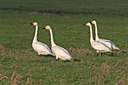 BUITEN BEELD Foto: 15445