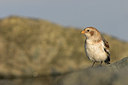 BUITEN BEELD Foto: 15461