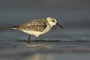 BUITEN BEELD Foto: 15468