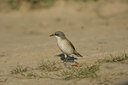 BUITEN BEELD Foto: 15512