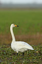 BUITEN BEELD Foto: 15531