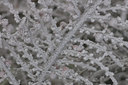 BUITEN BEELD Foto: 15713