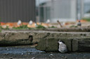 BUITEN BEELD Foto: 15881