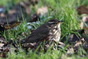 BUITEN BEELD Foto: 15943