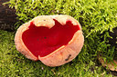 BUITEN BEELD Foto: 159039