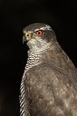 BUITEN BEELD Foto: 159098