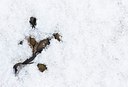 BUITEN BEELD Foto: 159119