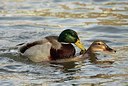 BUITEN BEELD Foto: 159172