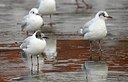 BUITEN BEELD Foto: 159173