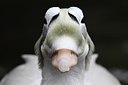BUITEN BEELD Foto: 159271