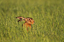 BUITEN BEELD Foto: 159357