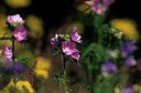 BUITEN BEELD Foto: 159439