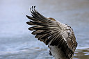 BUITEN BEELD Foto: 159830