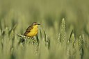 BUITEN BEELD Foto: 159831